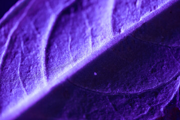 Purple leaf surreal abstract macro photo botanical nature plant       