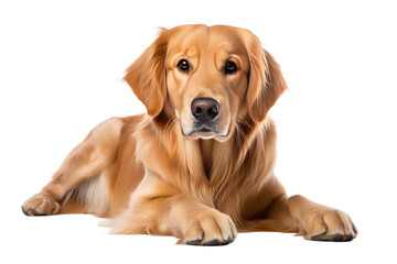 Serene Brown Dog Rests on White Canvas. On White or PNG Transparent Background. - obrazy, fototapety, plakaty