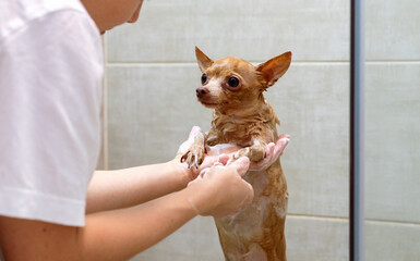 Woman washes her cute little Toy Terrier dog in the shower.