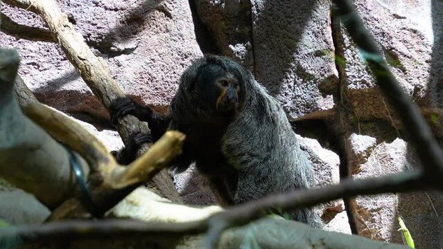 A white face saki monkey with baby jumping around is sitting on a branch and looking.