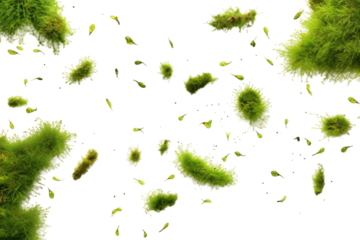 Floating Emerald Garden: A Mesmerizing Dance of Green Algae on White Waters. On White or PNG Transparent Background.