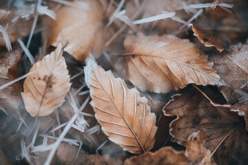 Frost covered closeup autumn leaves beautiful background. Cold weather frozen winter seasonal scene.