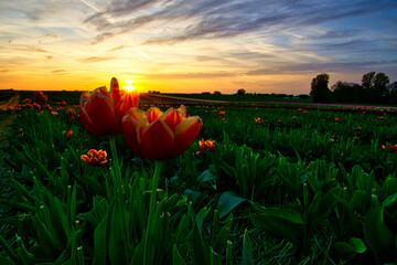 perfect sunset over the red tulip field in germany