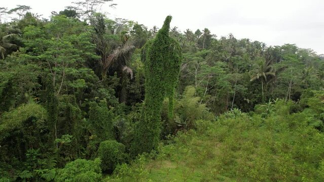 Old palm tree covered with green leaves of vine plant resemble big forest spirit figure. Aerial camera fly around and then up, showing tropical nature bizarre scene at countryside of Bali