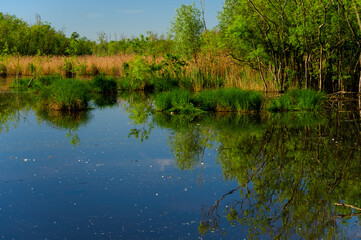 Punta Alberete nature reserve (Ravenna)
