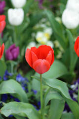 赤いチューリップ