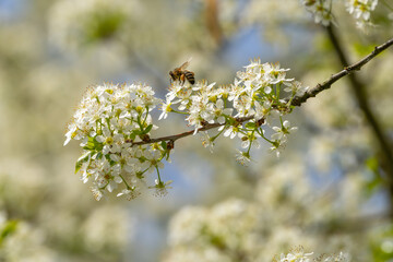 Biene beim Nektar sammeln in einem Baum mit weißen Blüten © Harald Schindler