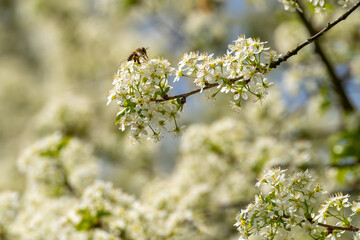 Biene beim Nektar sammeln in einem Baum mit weißen Blüten © Harald Schindler