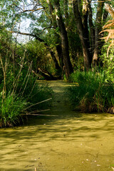 Punta Alberete nature reserve (Ravenna)