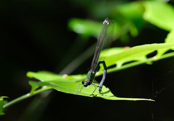 春のせせらぎで見つけた糸とんぼ