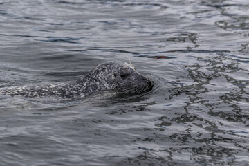 Fototapeta premium Seal Swimming Peacefully in a Calm Water Surface