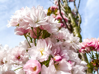 pink cherry blossom