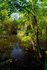 Obraz premium Punta Alberete nature reserve (Ravenna)