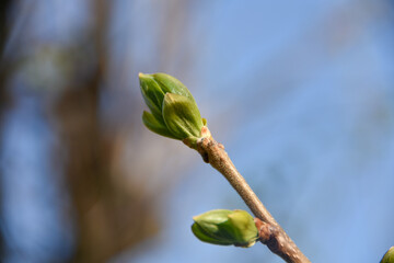 新緑の季節　春を待つ柿の木の葉