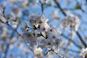 日本の春　青空に映える桜
