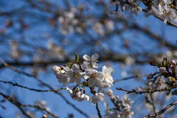 日本の春　青空に映える桜
