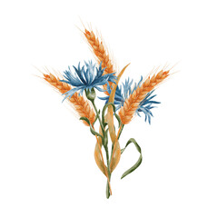 Ears of ripe wheat and blue cornflowers. A bouquet, a composition of spikelets of grain and field ears of corn. Wheat isolated on white background. Design for sticker, label, postcard.