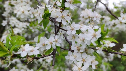 A gentle breeze ruffling the delicate petals of a cherry blossom tree in bloom