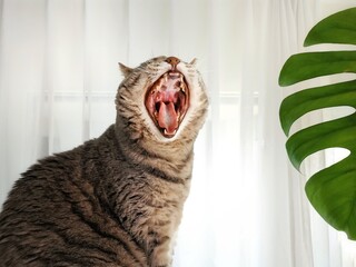 chat avec gueule ouverte