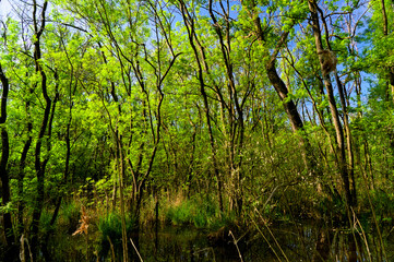 Punta Alberete nature reserve (Ravenna)