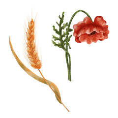 Watercolor wheat and field poppies. Elements isolated on a white background. A ripe ear of wheat.