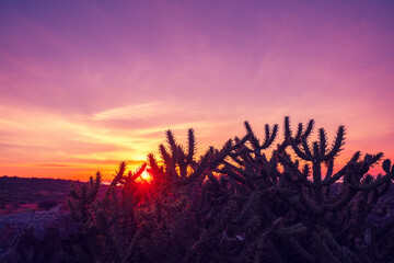 Silhouette of succulent plants against a gradient sunset sky