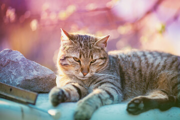 Portrait of a funny cat on the street in summer. The cat lies in the yard on a sunny day. Color gradient