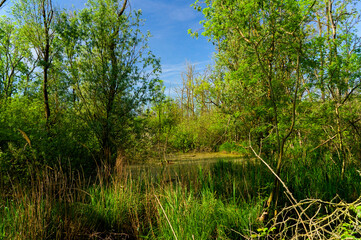 Punta Alberete nature reserve (Ravenna)