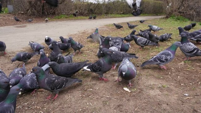 Wild pigeons collect bread crumbs on the paths of the park. Slow motion.