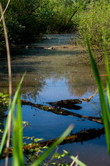 Punta Alberete nature reserve (Ravenna)