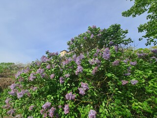 wunderschöner lila Flieder mit blauem Himmel in Berlin, Treptow / Köpenick / Deutschland