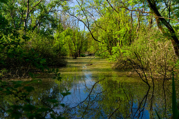 Punta Alberete nature reserve (Ravenna)