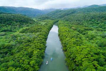 西表島のマングローブ林の川を遡るサップ