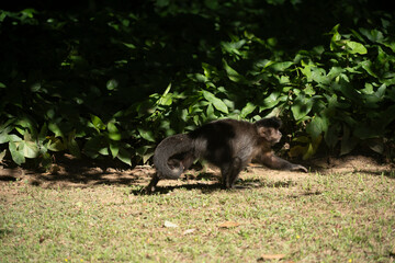 beautiful brown monkey  in nature