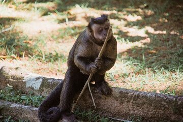 beautiful brown monkey  in nature