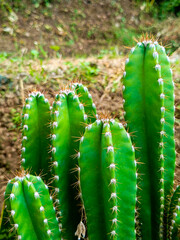 Cactus Leaves in nature - Cereus Grandiflorus Extract