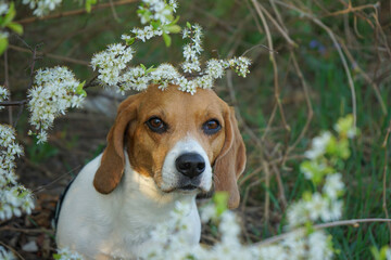 Beagle dog sitting near a blooming tree in spring