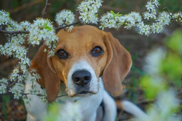 Beagle dog sitting near a blooming tree in spring