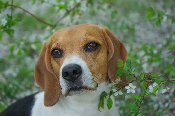 Beagle dog sitting near a blooming tree in spring