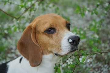 Beagle dog sitting near a blooming tree in spring