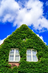 Efeu an einer Hauswand mit Fenster, grüner Efeu wächst an der Fassade eines Hauses mit Spitzdach, Giebel und blauem Himmel bei Sonnenschein (Hedera, Hedera helix), Lüneburg, Niedersachsen, Deutschland