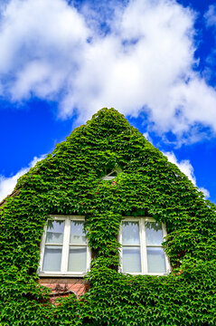 Efeu an einer Hauswand mit Fenster, gr&uuml;ner Efeu w&auml;chst an der Fassade eines Hauses mit Spitzdach, Giebel und blauem Himmel bei Sonnenschein (Hedera, Hedera helix), L&uuml;neburg, Niedersachsen, Deutschland