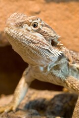 Majestic Reptile: Bearded Dragon in 4K Photo