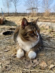 Tricolor cat resting on the grass in early spring, photo landscape - 784448521