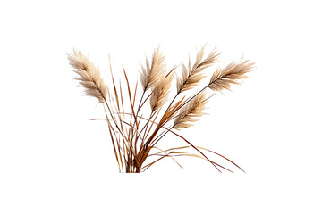 Fototapeta premium Palmyra Stalk on transparent background.