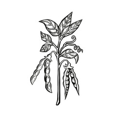Drawing of black and white soybean, soybean seeds, leaves. Vector illustration. Elements in graphic style: label, card, sticker, menu, packaging.