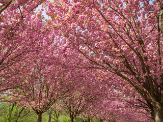 Kirschblüten Allee in Dortmund, Nordrhein-Westfalen, Deutschland