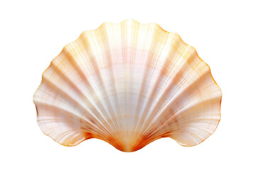 Obraz premium Enigmatic Seashell on a Blank Canvas. On White or PNG Transparent Background.