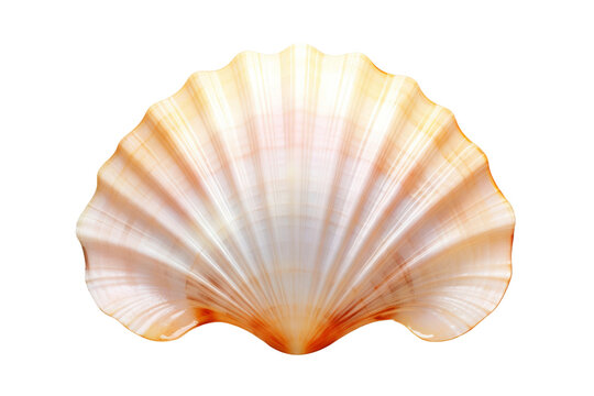 Vintage scallop seashell PNG illustration, peach and cream ocean shell graphic, coastal beach decor design element isolated on Transparent Background