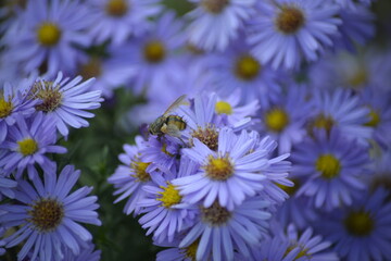 Biene auf blauen Astern-Natur und Bestäubung